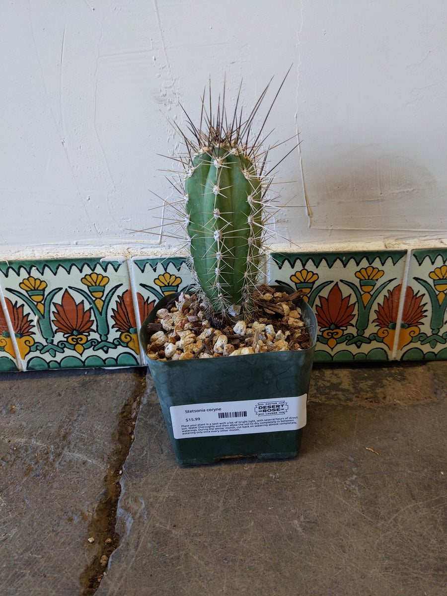 Stetsonia Coryne (Toothpick Cactus) – Desert Rose Cactus Lounge