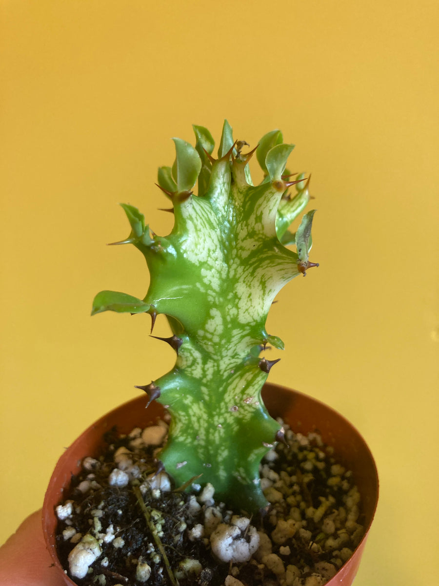 Euphorbia Trigona Variegata – Desert Rose Cactus Lounge