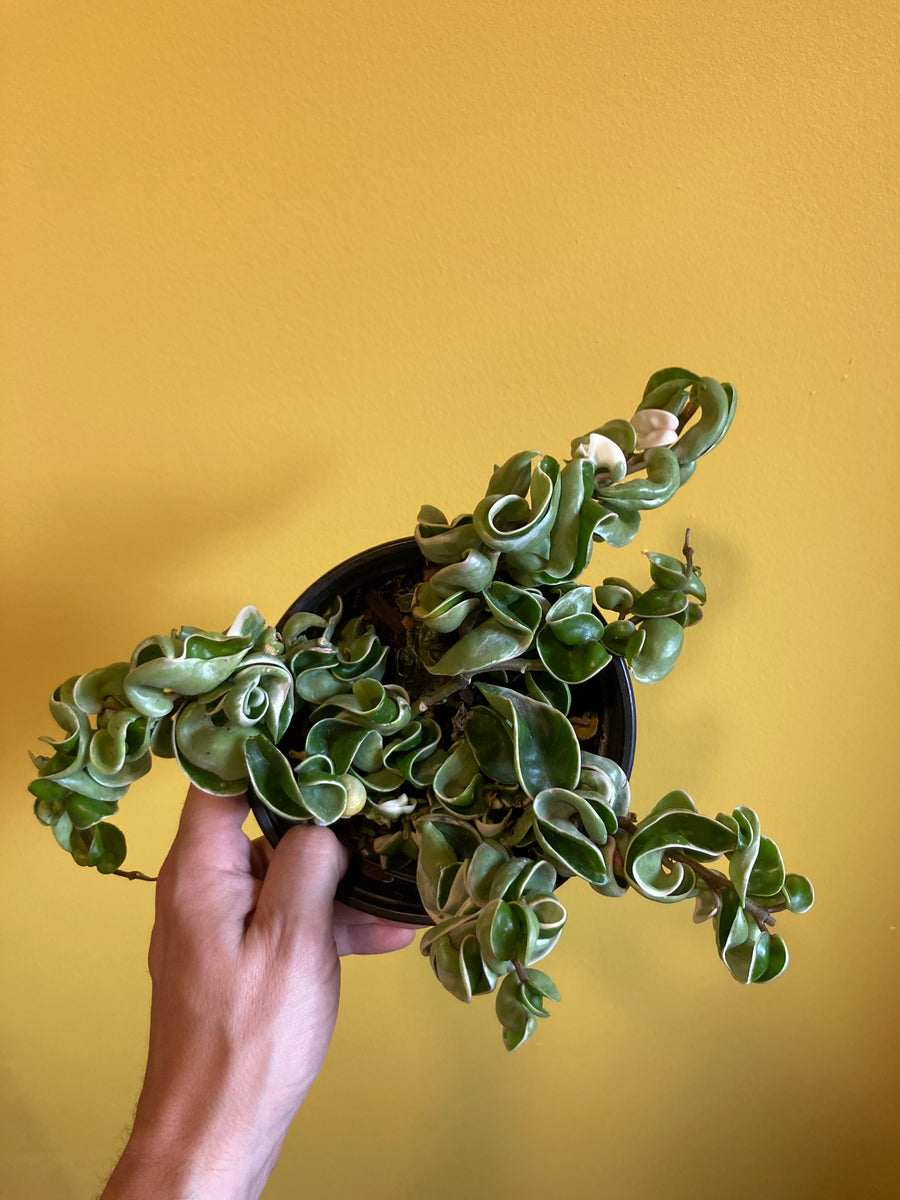 3カミユXO、ロースタンXO,ローラシア 3カミユXO、ロースタンXO,ローラシア 【公式通販】