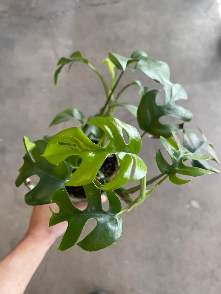 plant mint leaves Himalayan Silver Mint Plant