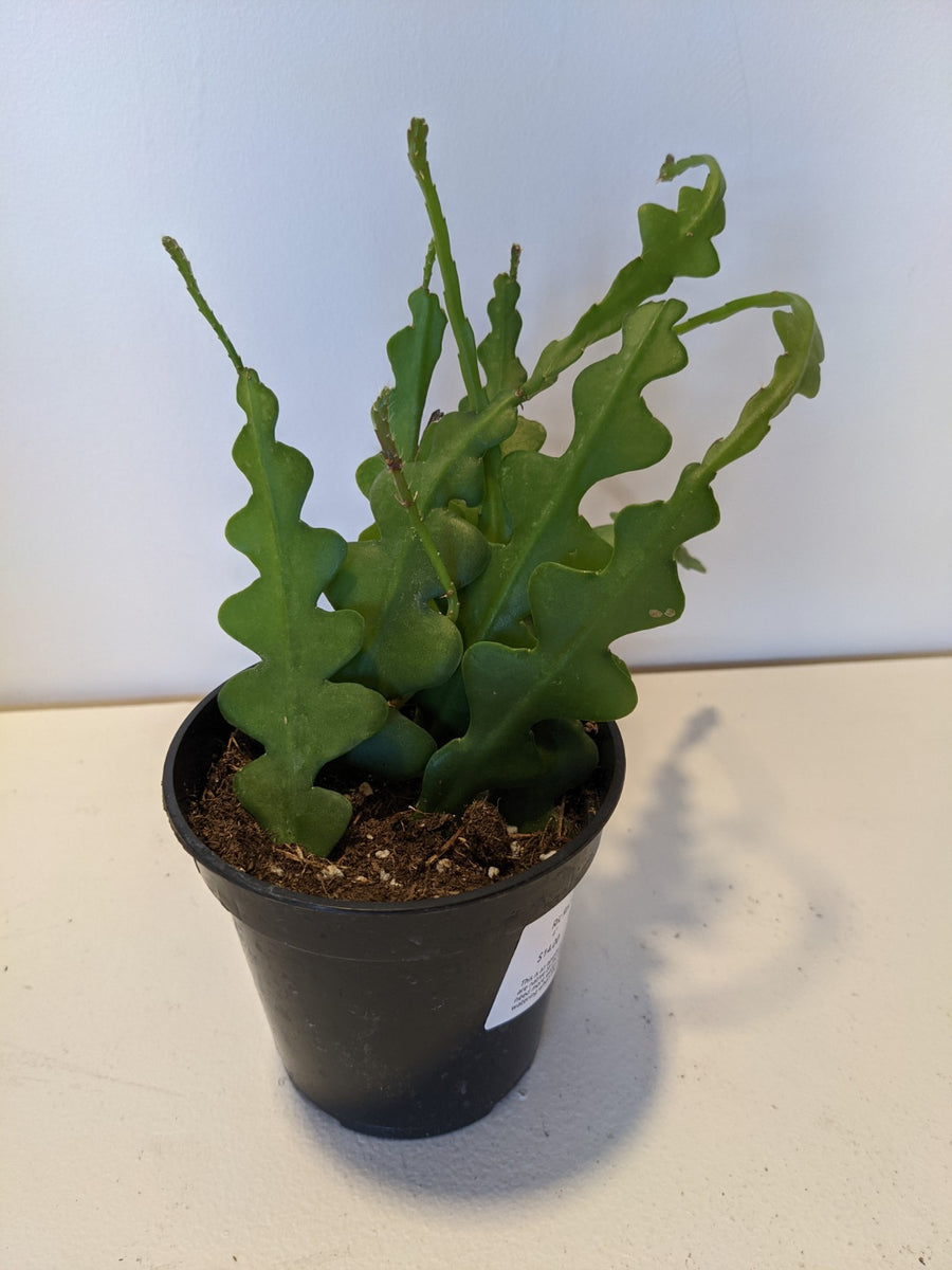 Ric Rac Cactus – Desert Rose Cactus Lounge