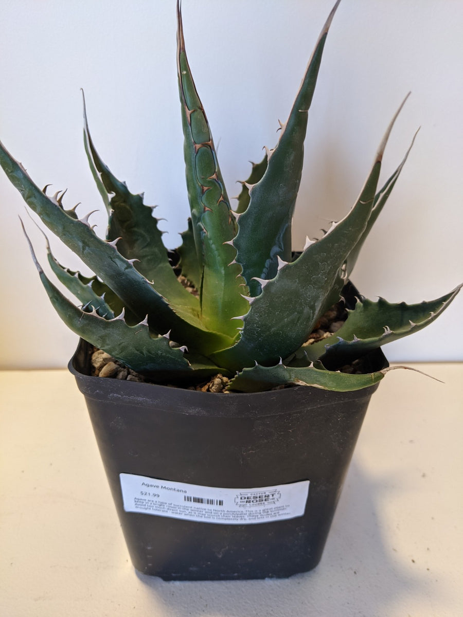 agave montana kaufen Agave Montana – Desert Rose Cactus Lounge