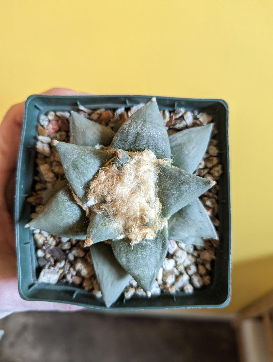 Ariocarpus Retusus Desert Rose Cactus Lounge