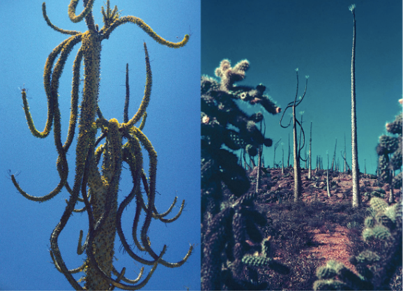 Xerophile: Cactus Photographs from Expeditions of the Obsessed