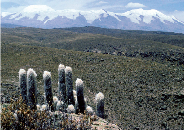 Xerophile: Cactus Photographs from Expeditions of the Obsessed