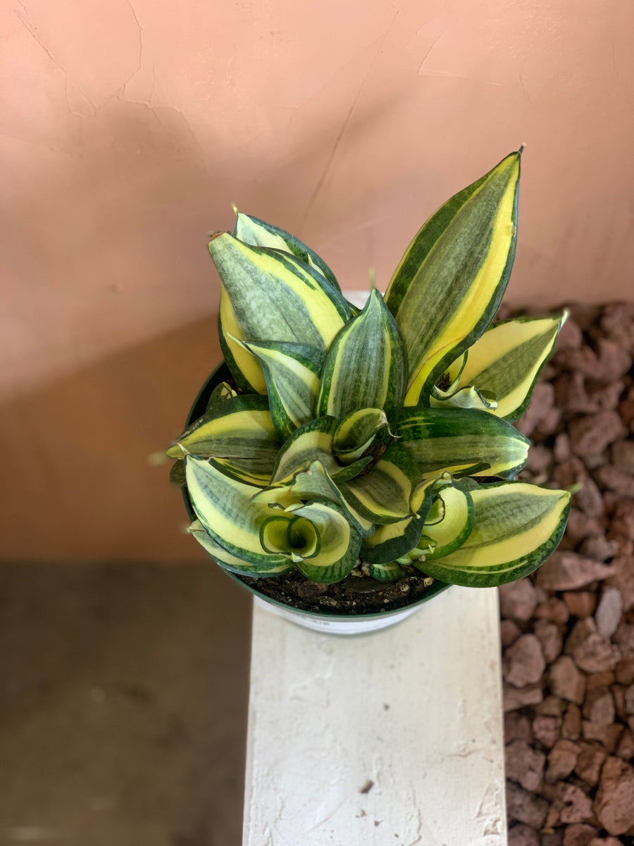 Sansevieria Golden Hahnii – Desert Rose Cactus Lounge