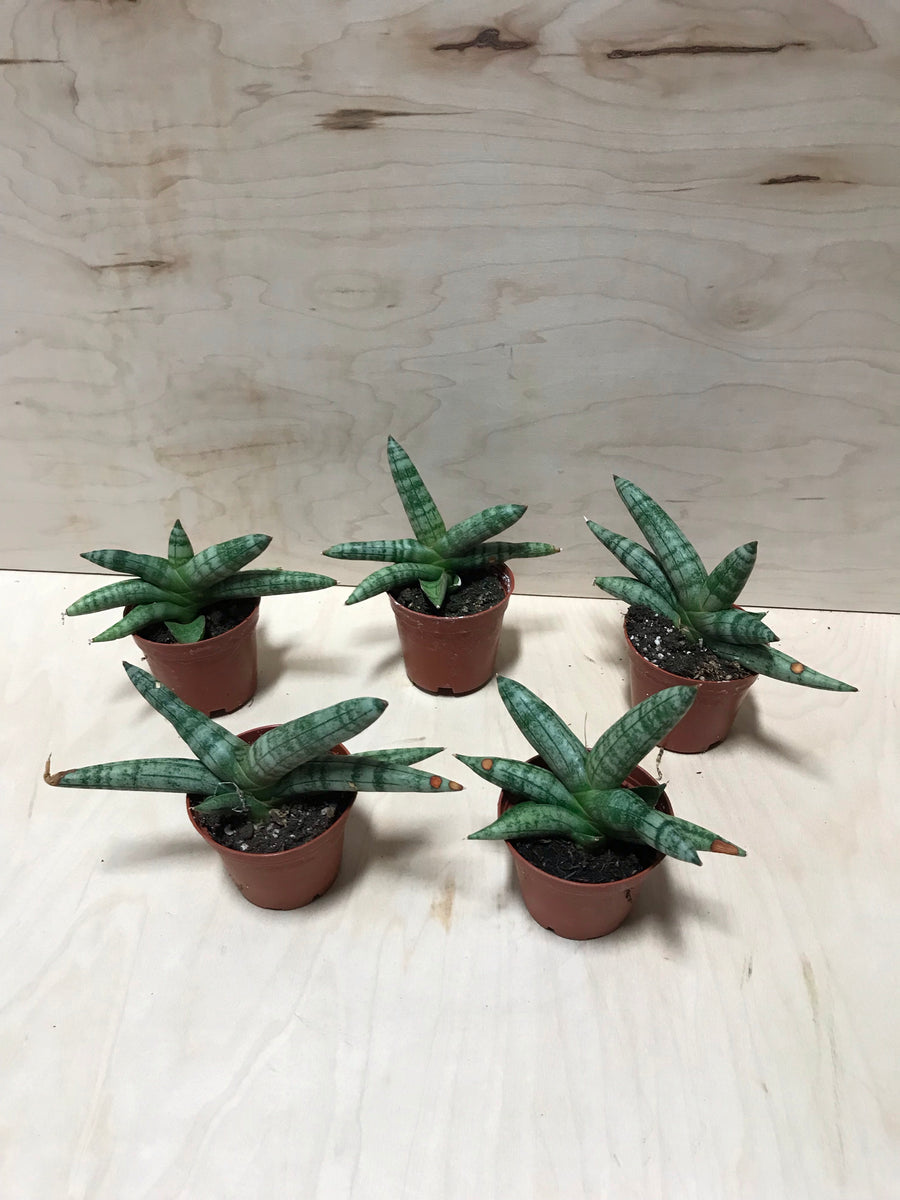 Sansevieria Cylindrica 'Boncel'  Desert Rose Cactus Lounge