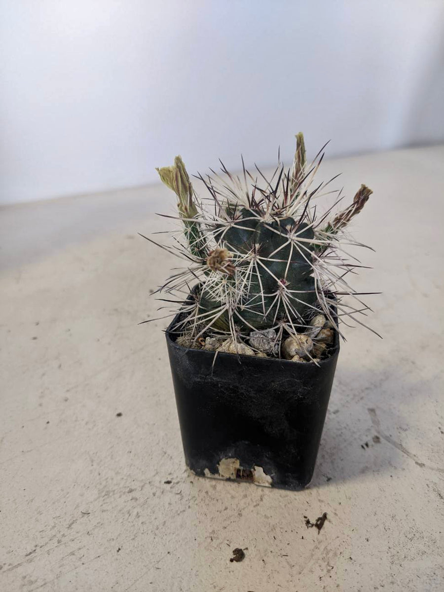 echinocereus davisii Echinocereus Davisii – Desert Rose Cactus Lounge