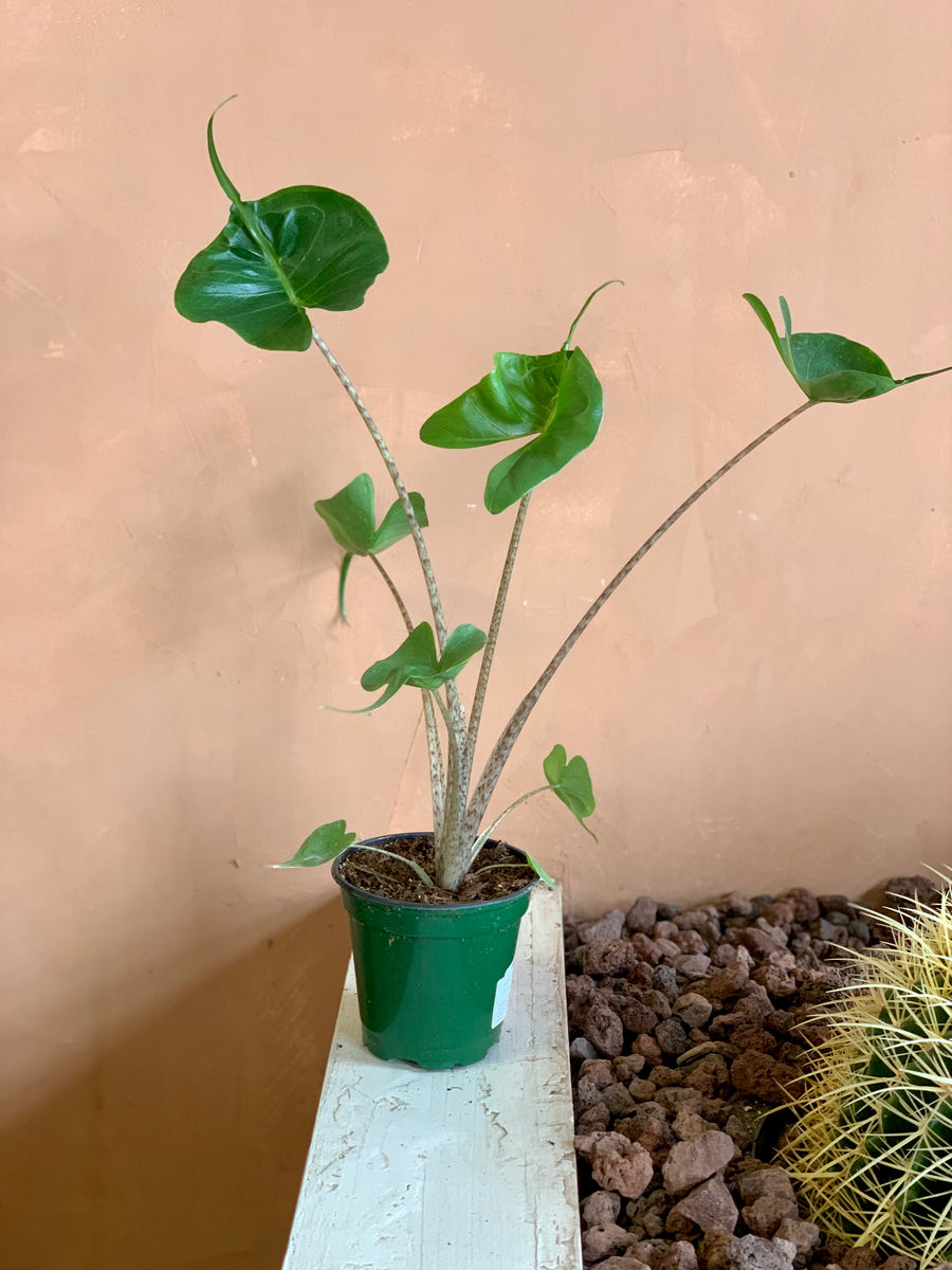 alocasia stingray plant Alocasia 'stingray' – Desert Rose Cactus Lounge