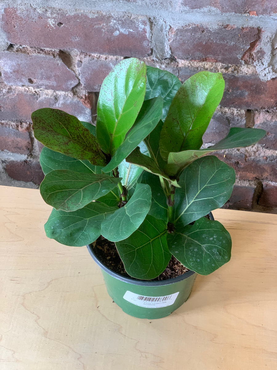 Ficus Lyrata “Little Sunshine” – Desert Rose Cactus Lounge