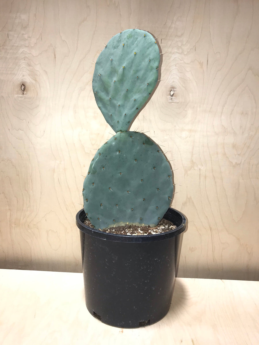 Opuntia Robusta (Silver Dollar Prickly Pear) – Desert Rose Cactus