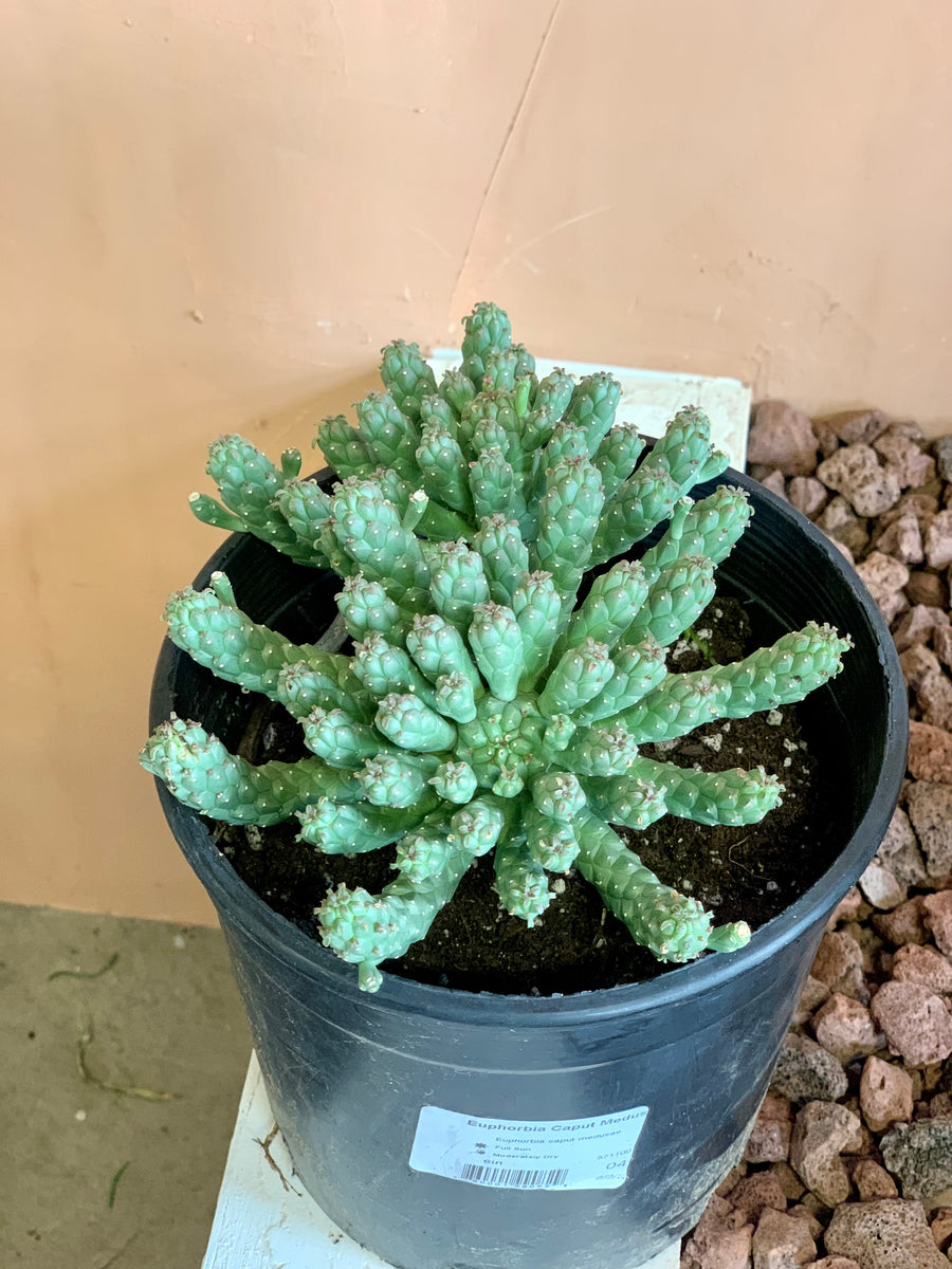 Euphorbia Caput Medusa – Desert Rose Cactus Lounge