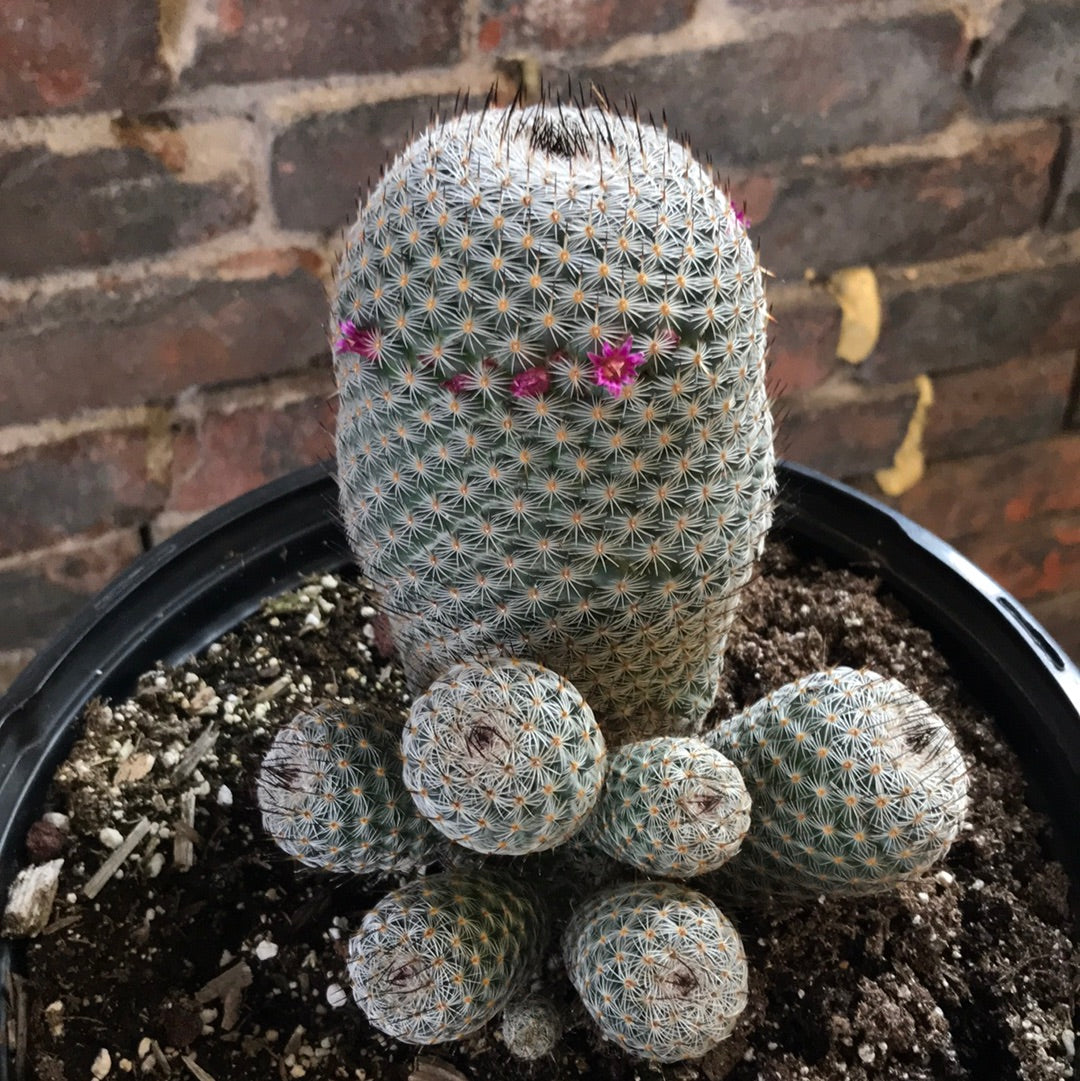 Mammillaria Geminispina – Desert Rose Cactus Lounge