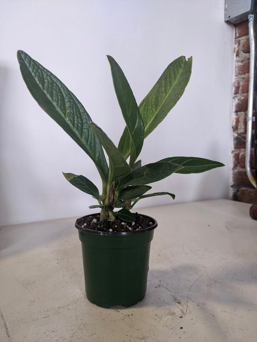 anthurium cobra flower Anthurium Cobra – Desert Rose Cactus Lounge