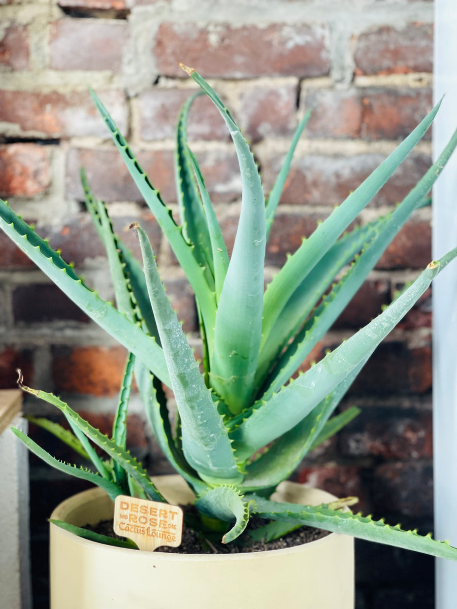 Aloe Safari Orange Desert Rose Cactus Lounge 8572