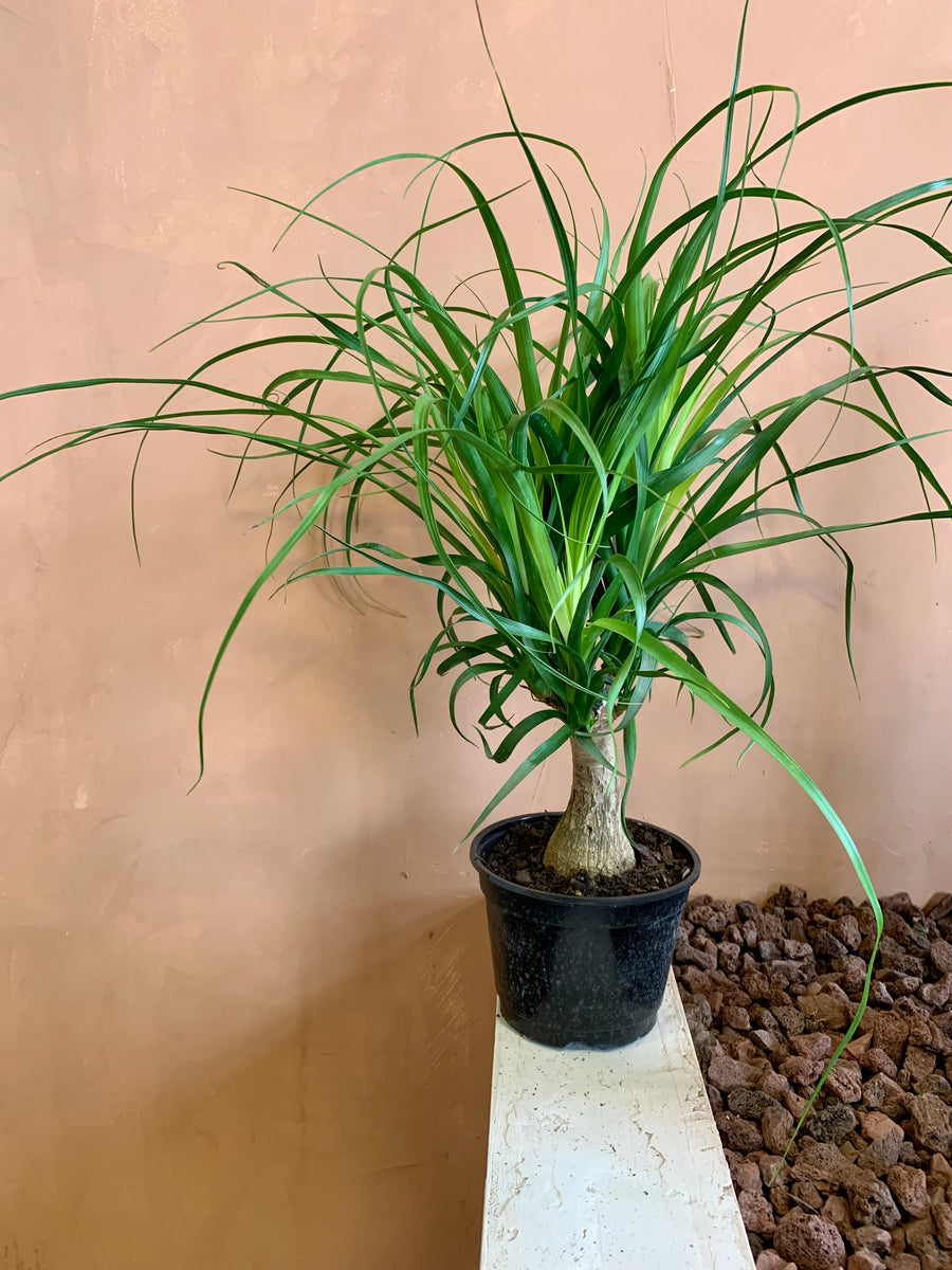 Ponytail Palm – Desert Rose Cactus Lounge