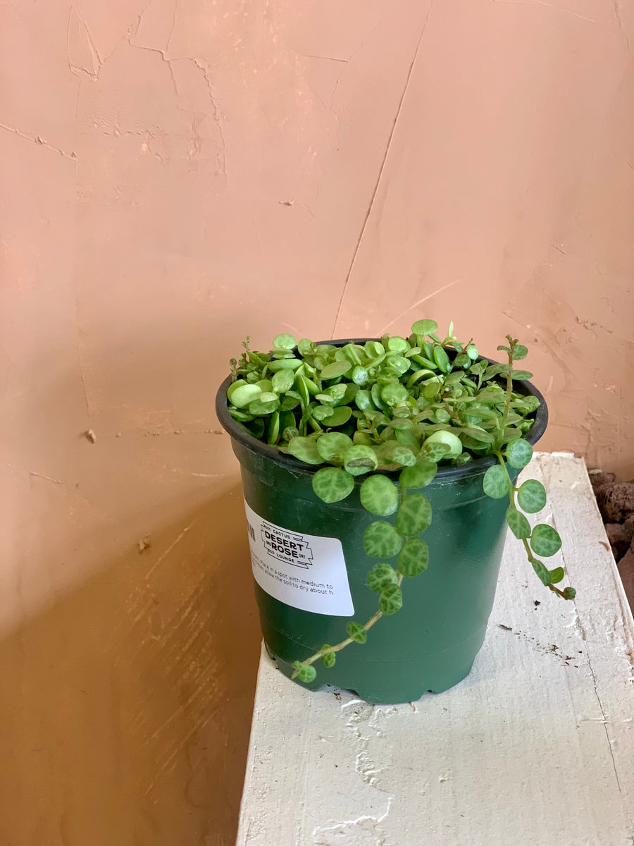 turtle shell succulent Peperomia Prostrata "String of Turtles" – Desert Rose Cactus Lounge