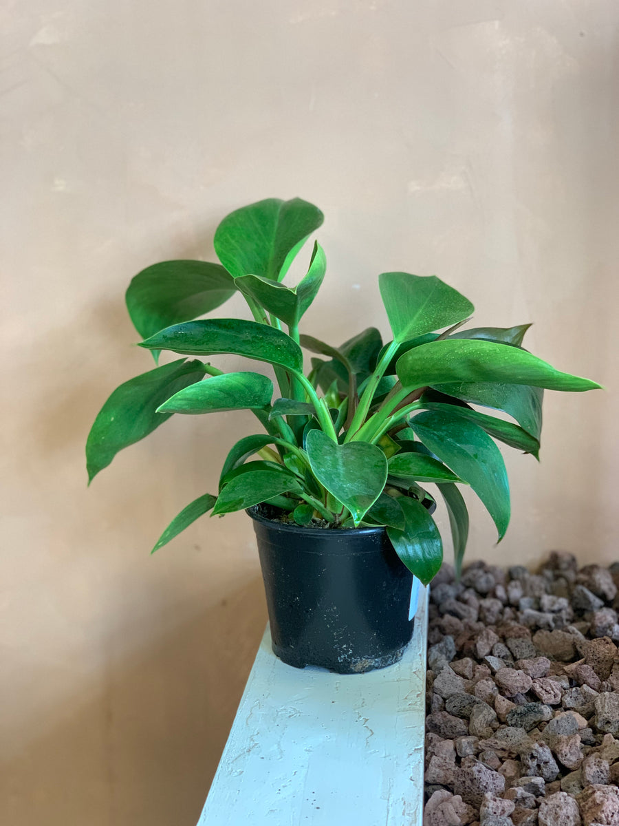 Philodendron Green Princess – Desert Rose Cactus Lounge