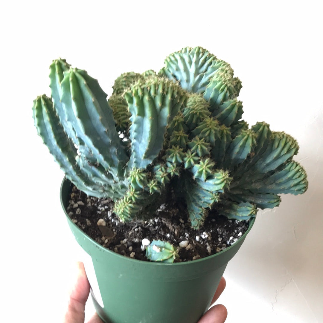 Myrtillocactus Geometrizans Cristata (Blue Candle Crest Cactus