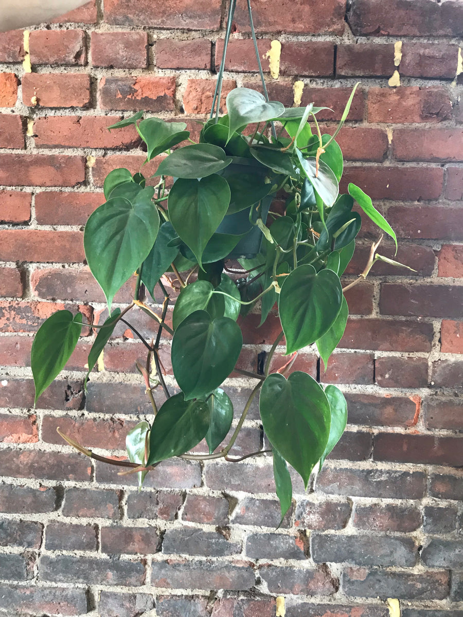 cordatum philodendron Philodendron Cordatum – Desert Rose Cactus Lounge