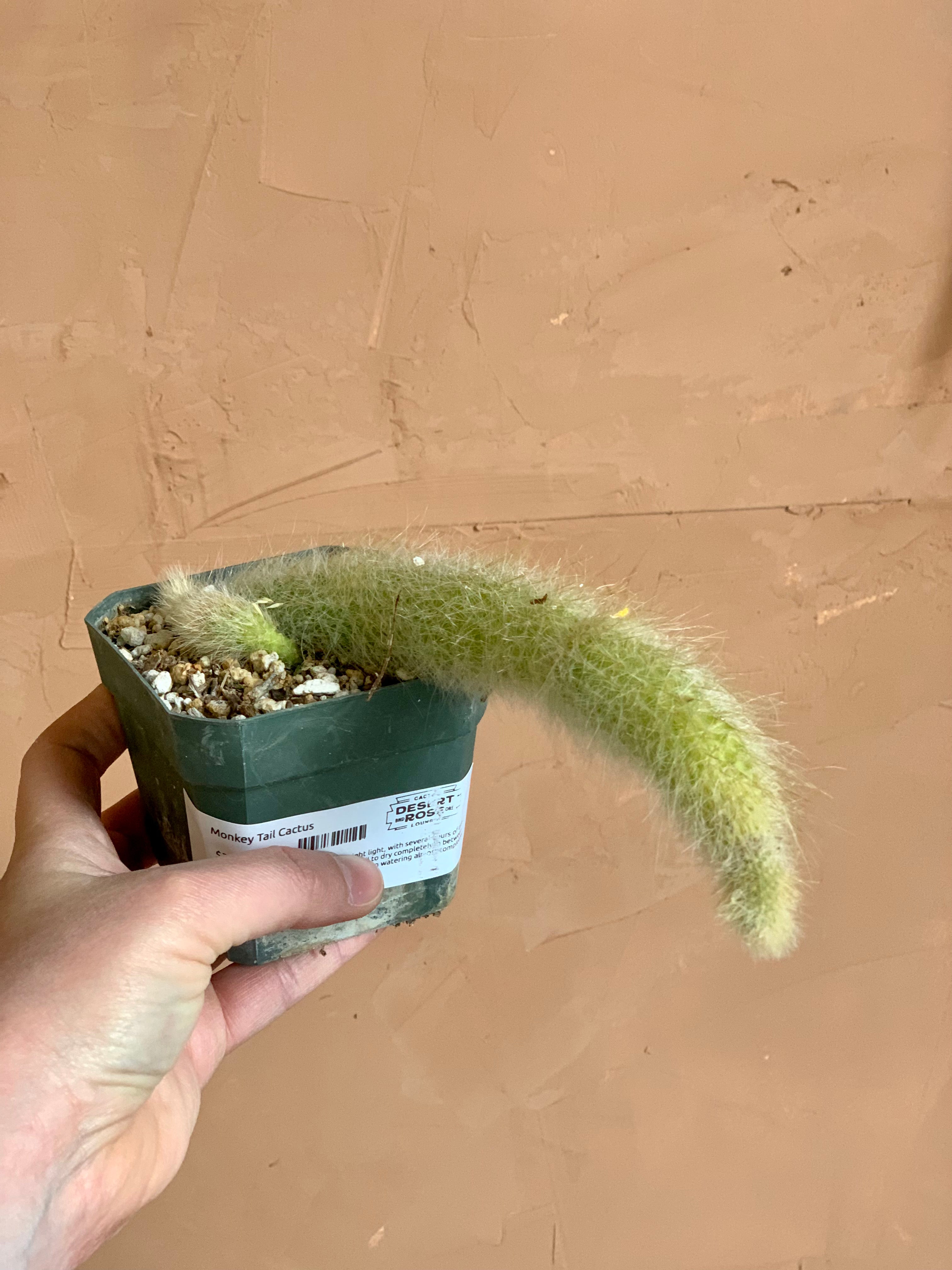 Monkey Tail Cactus (Hildewintera colademononis)