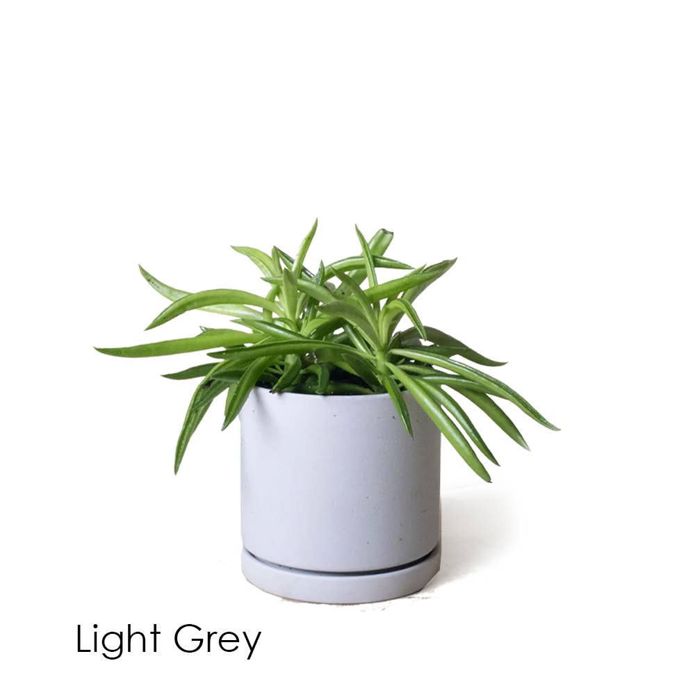 Dojo Succulent Plant Pot: Light Grey