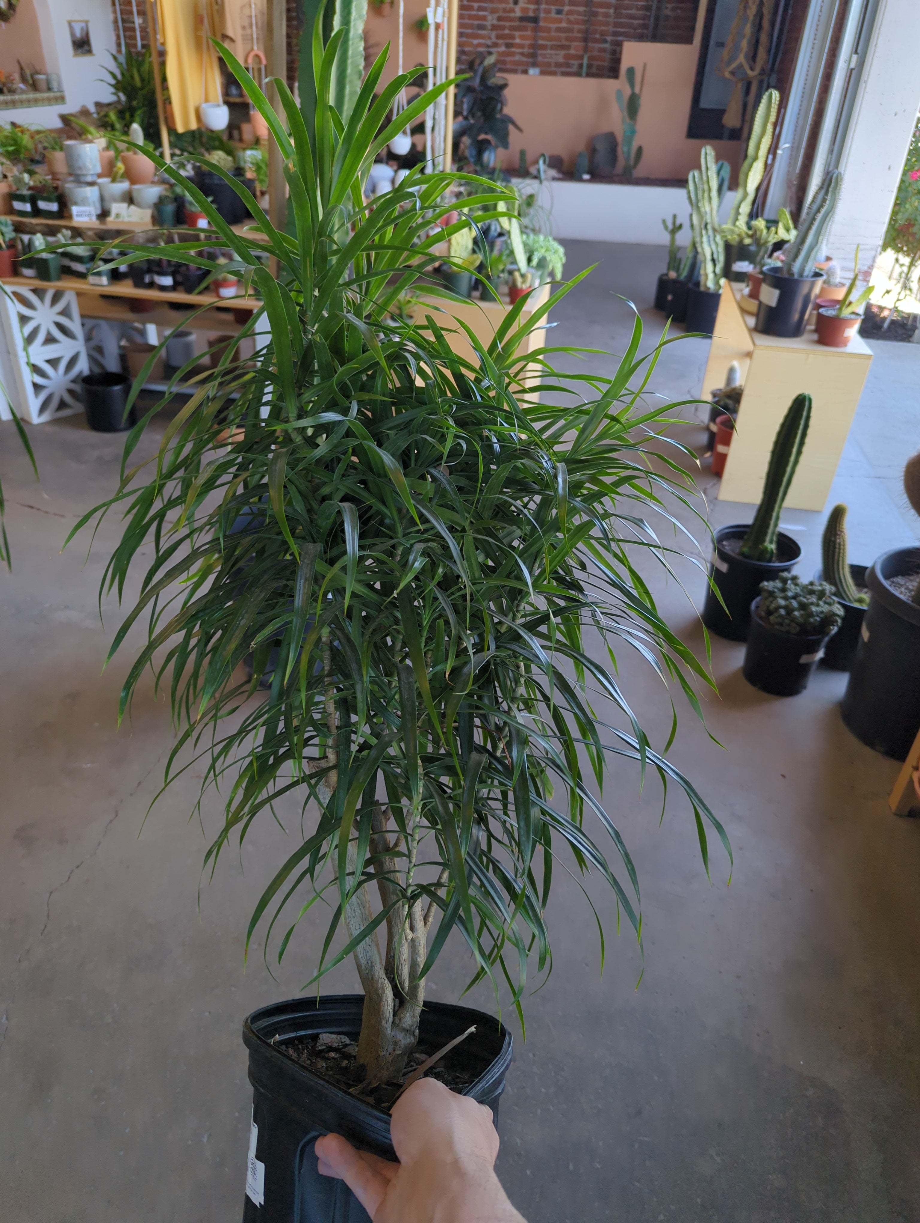 dracaena anita for sale Dracaena Reflexa 'Anita'