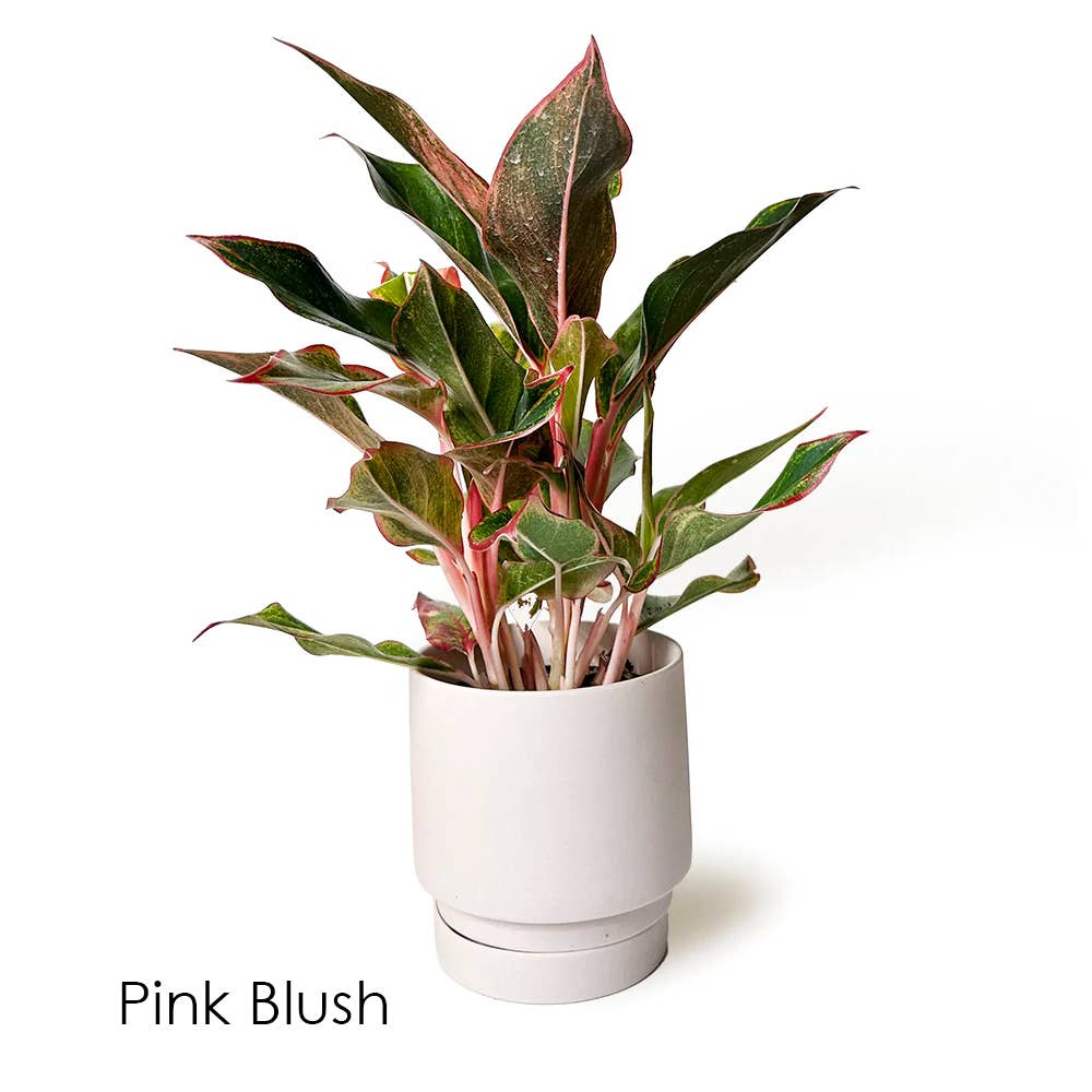 Casey Pots and Planters