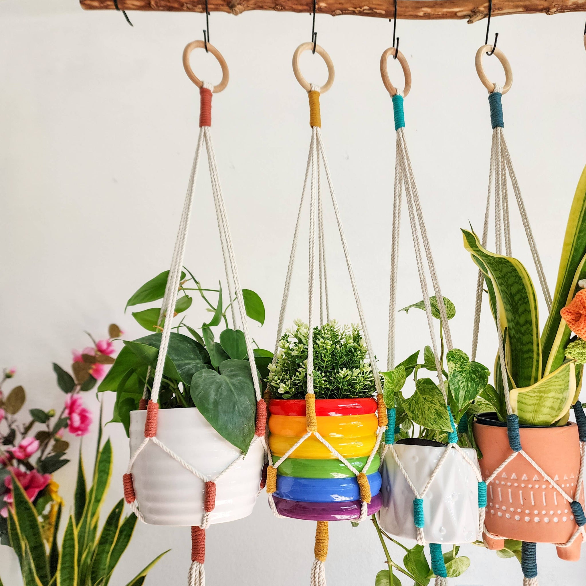 blue macrame plant hanger Color Block Plant Hangers, Handmade Macrame Plant Accessory: Peacock B – Desert Rose Cactus Lounge