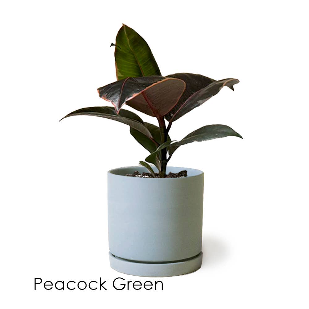 Dojo Succulent Plant Pot: Light Grey