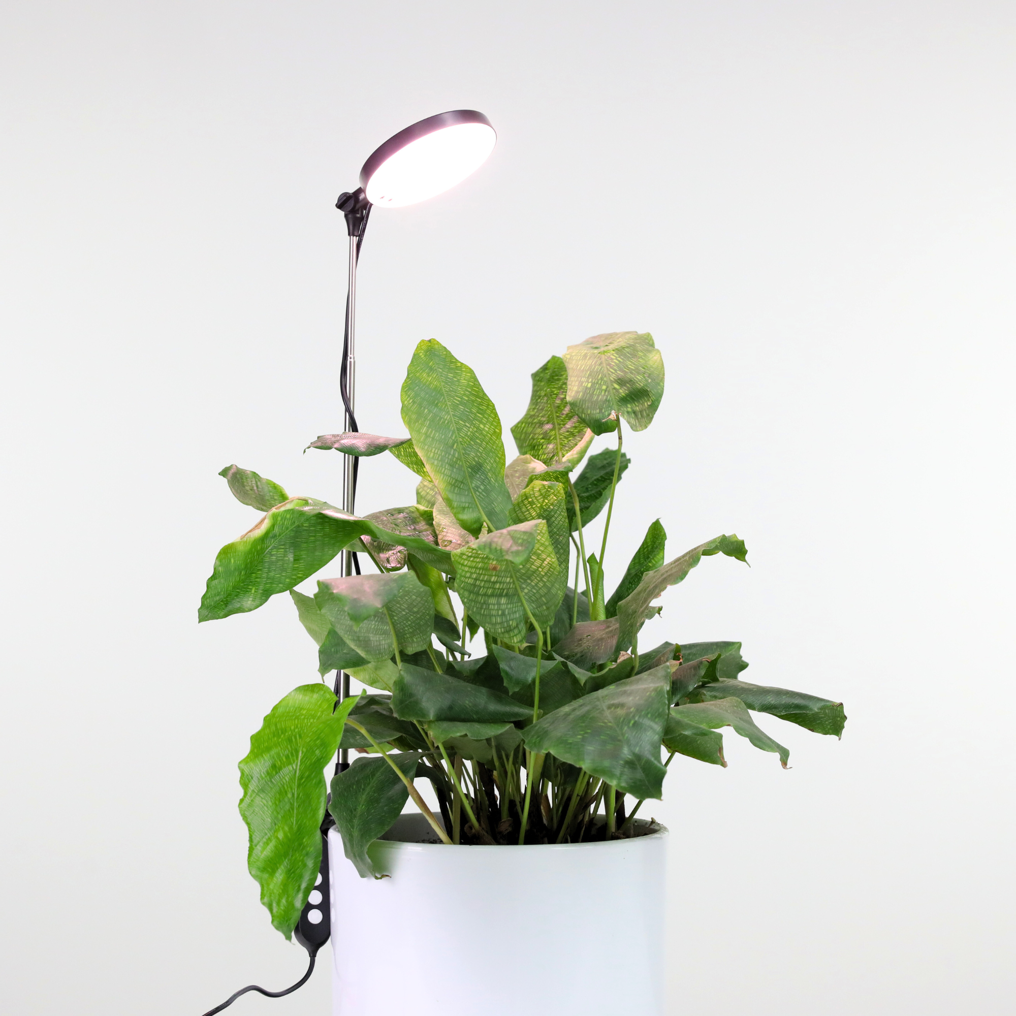 Adjustable LED Plant Light: White