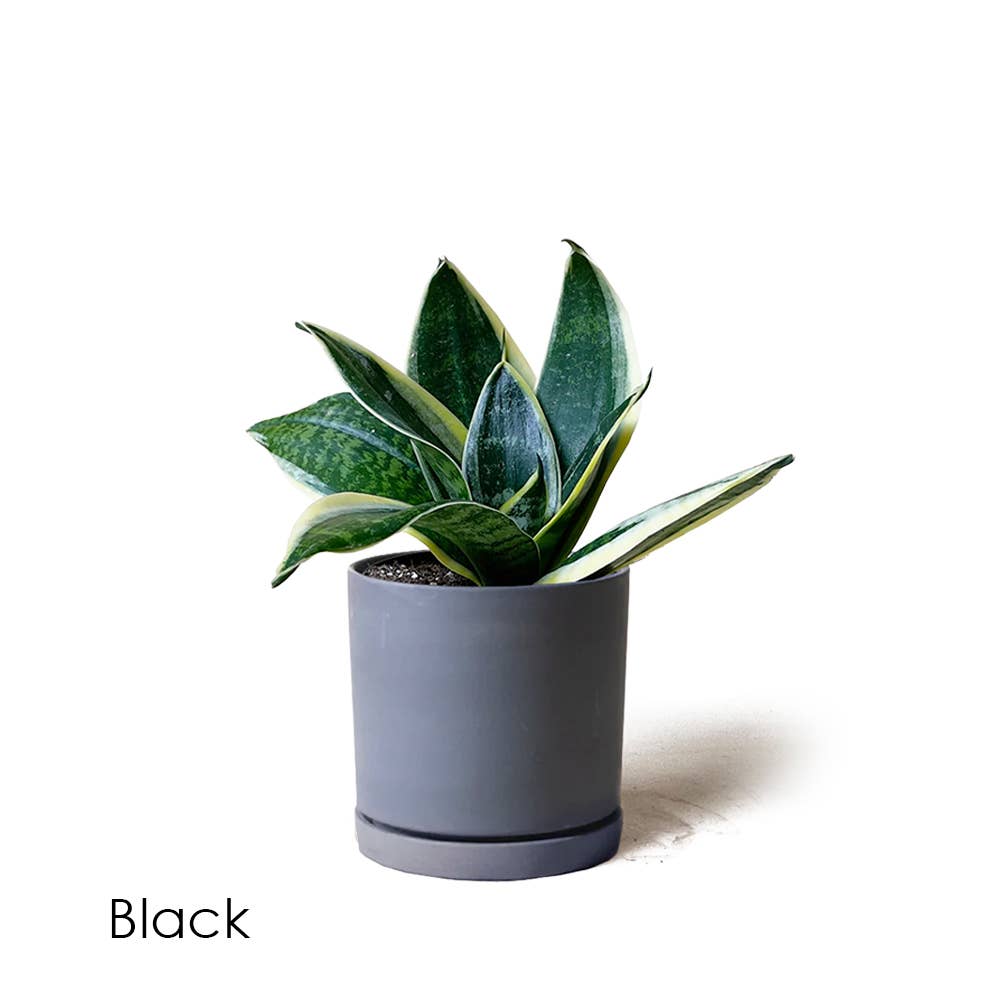 Dojo Succulent Plant Pot: Light Grey