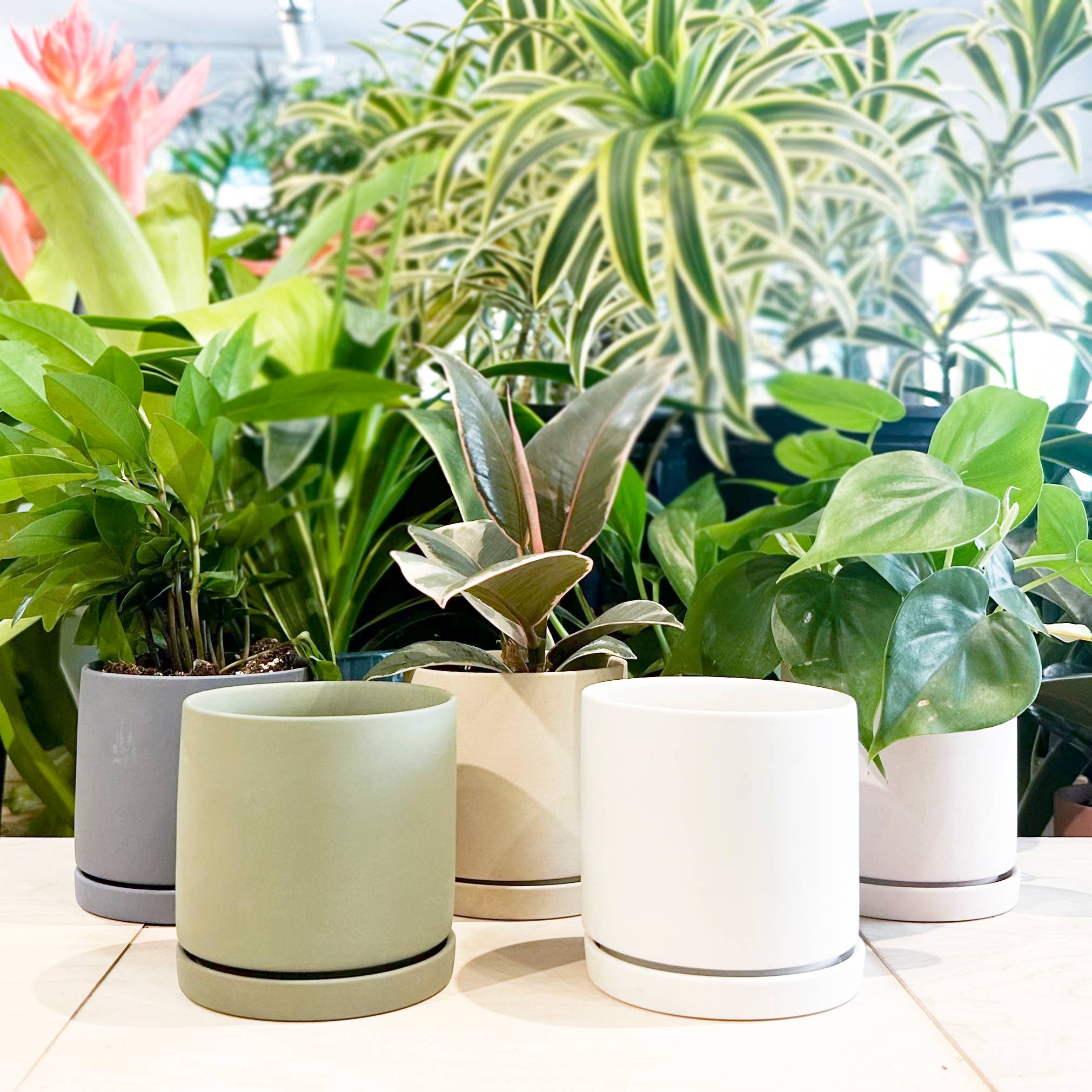 Dojo Succulent Plant Pot: Light Grey