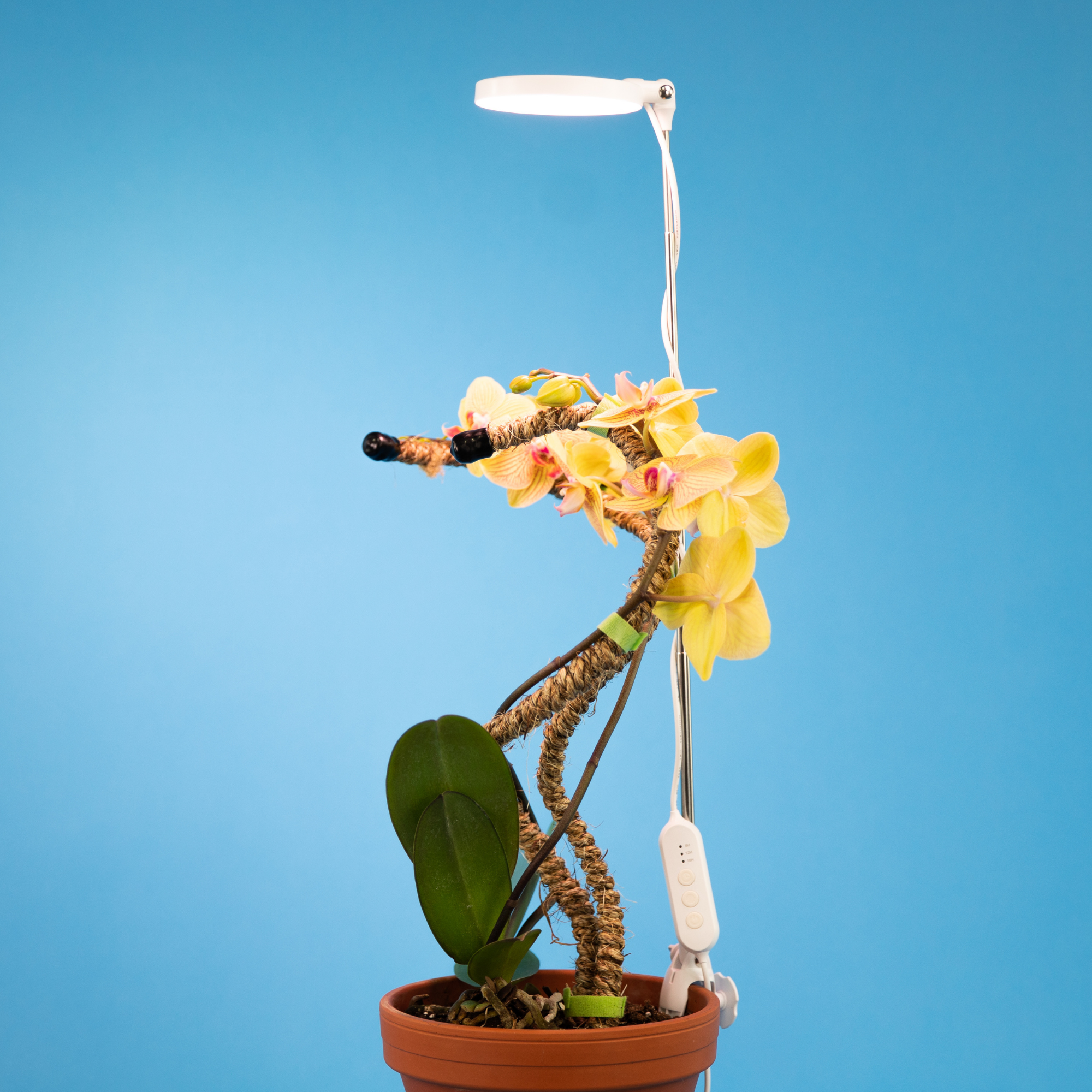 Adjustable LED Plant Light: White – Desert Rose Cactus Lounge