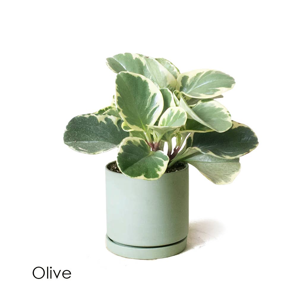 Dojo Succulent Plant Pot: Light Grey
