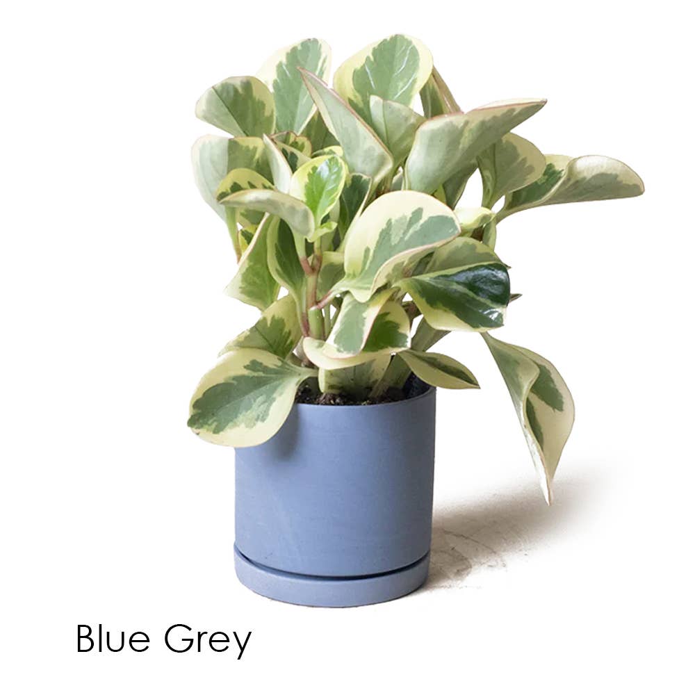 Dojo Succulent Plant Pot: Light Grey