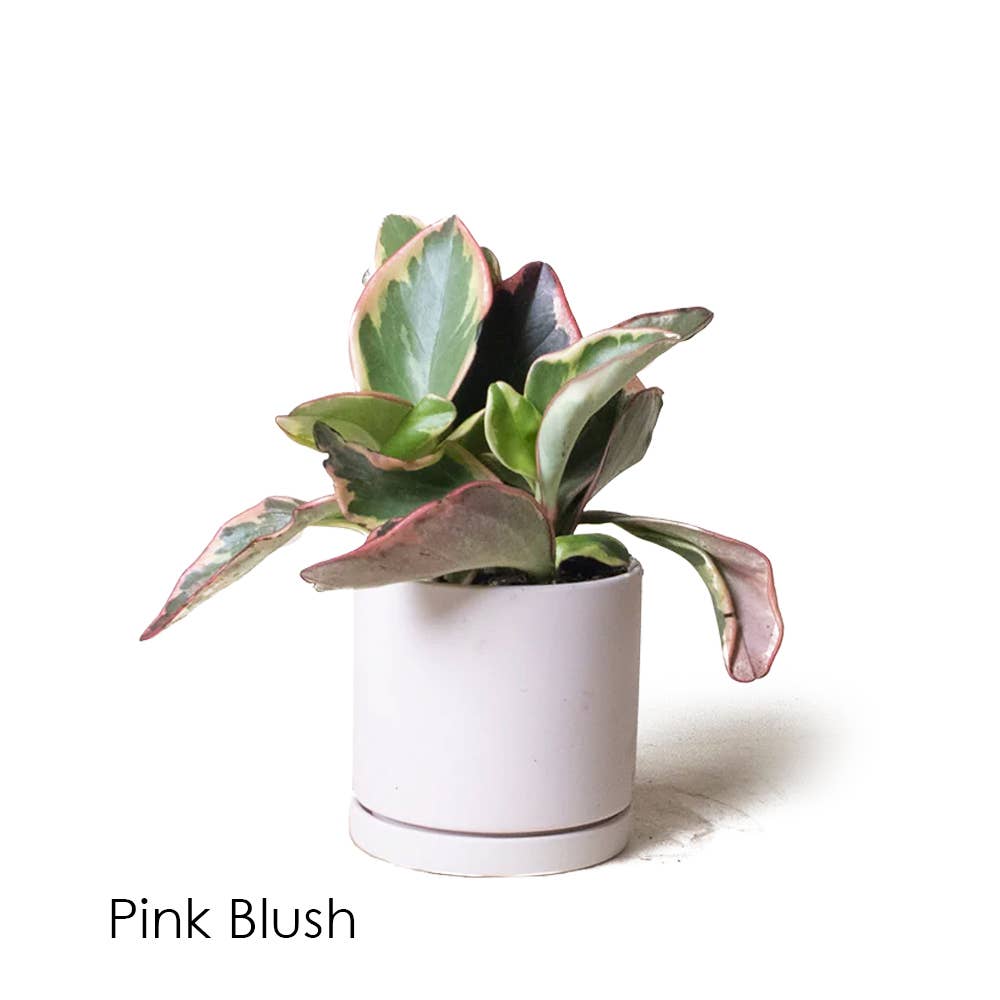 Dojo Succulent Plant Pot: Light Grey