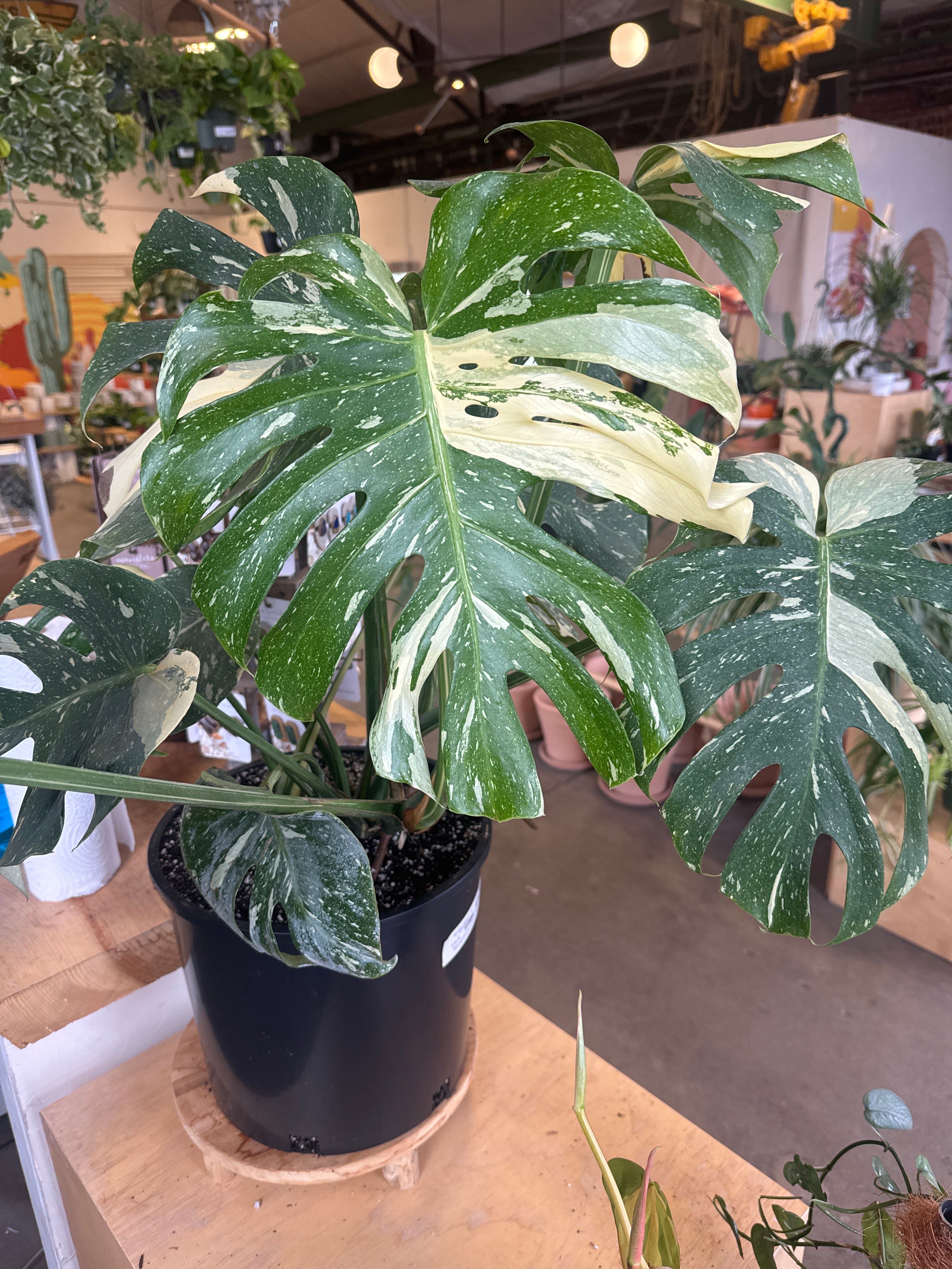 plante monstera rose Monstera Deliciosa 'Thai Constellation' – Desert Rose Cactus Lounge