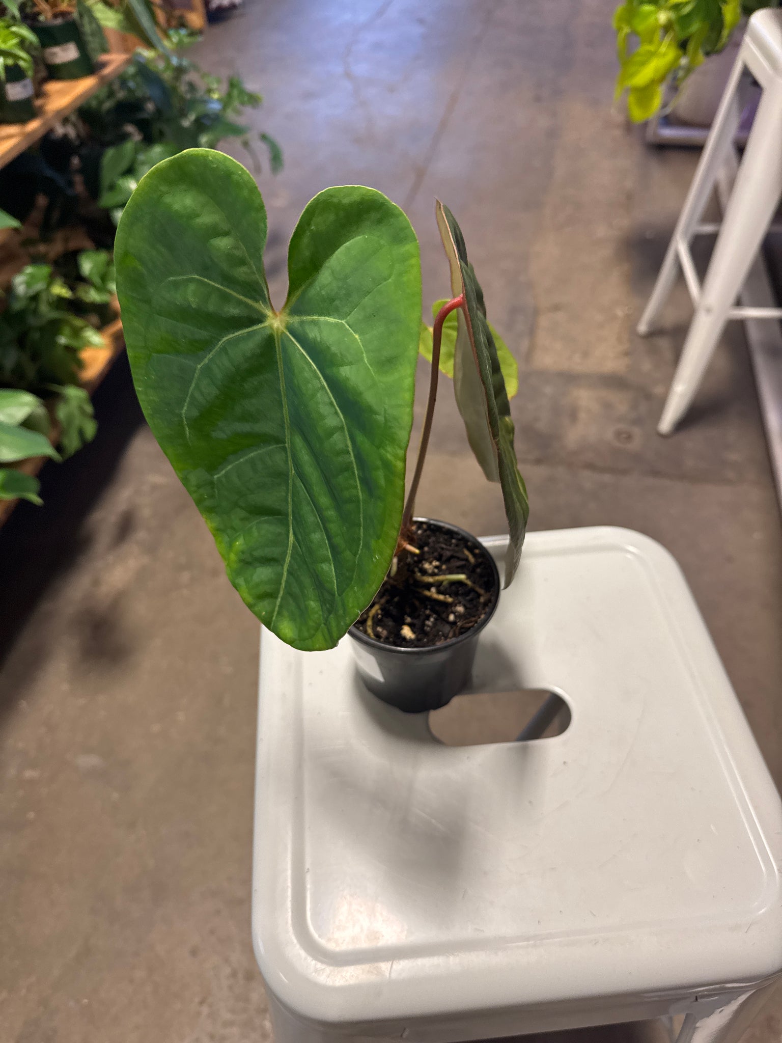 anthurium papillilaminum for sale Anthurium Papillilaminum 'Ori' – Desert Rose Cactus Lounge