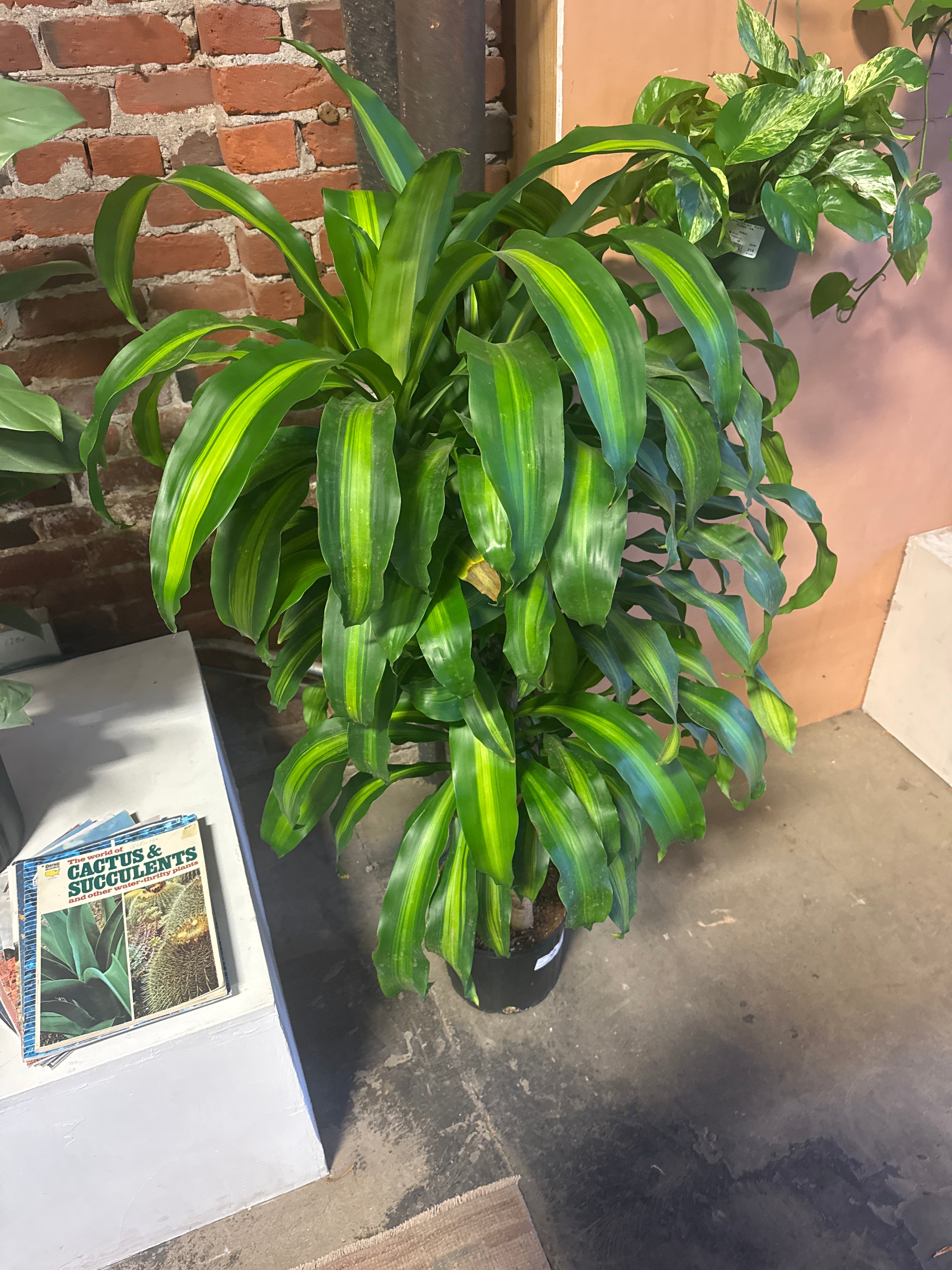 dracaena cactus Dracaena Mass Cane – Desert Rose Cactus Lounge