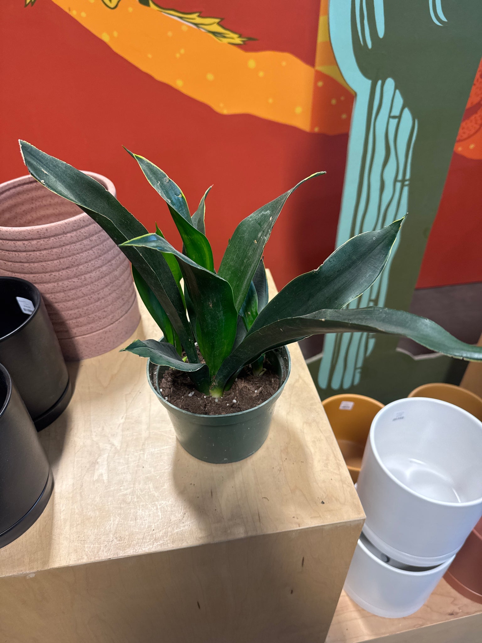 black jade sansevieria Sansevieria Black Jade – Desert Rose Cactus Lounge