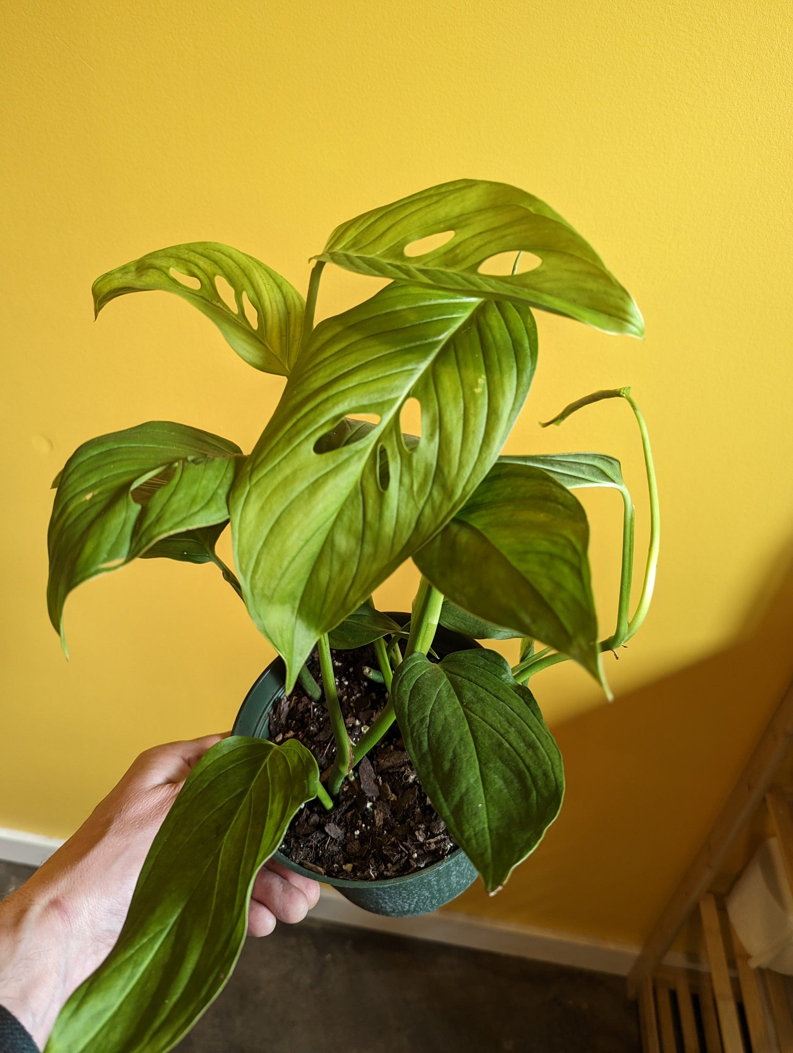 monstera cactus Monstera Lechleriana – Desert Rose Cactus Lounge