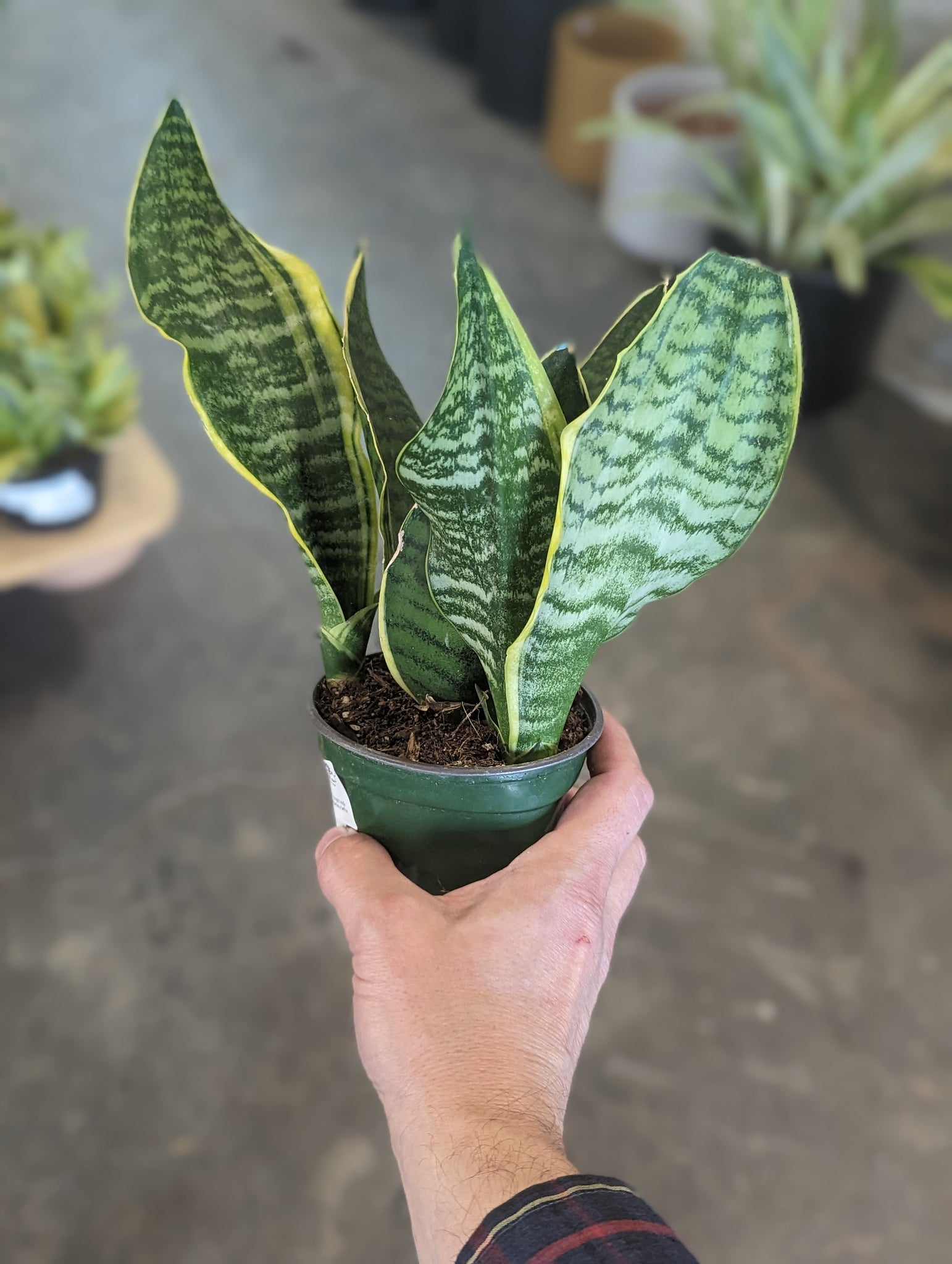 snake plant tyler Sansevieria 'Tyler' – Desert Rose Cactus Lounge