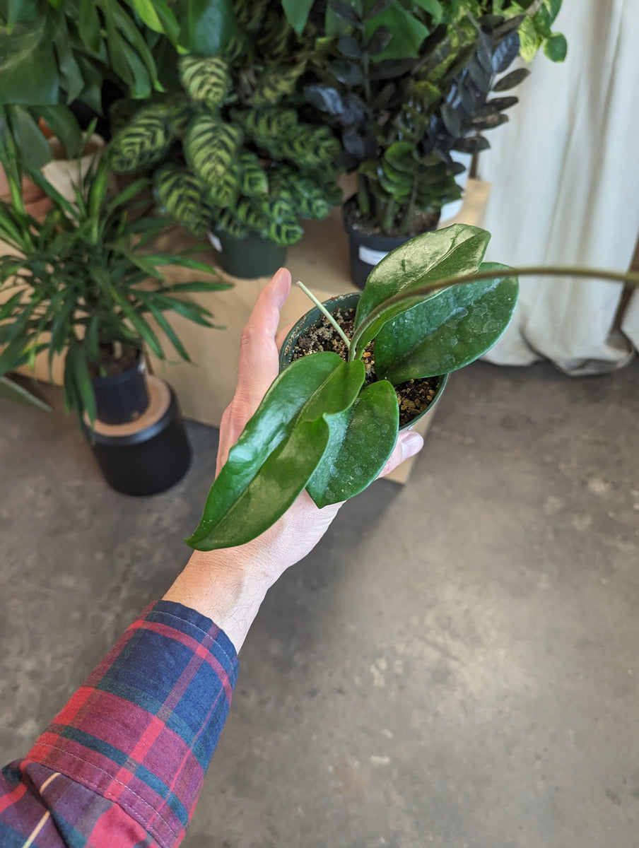 Hoya Skinneriana 'Dee's Big One' – Desert Rose Cactus Lounge