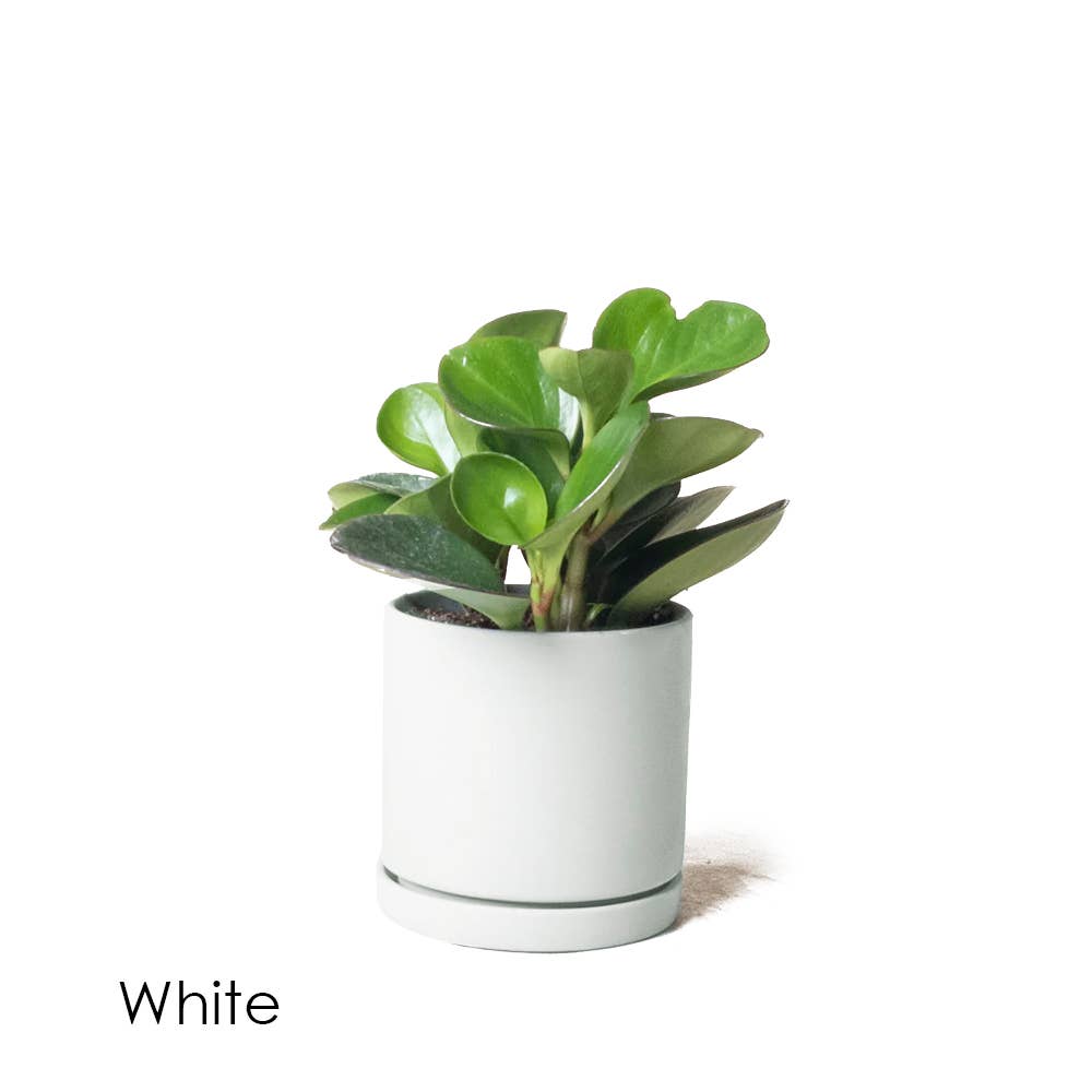 Dojo Succulent Plant Pot: Black