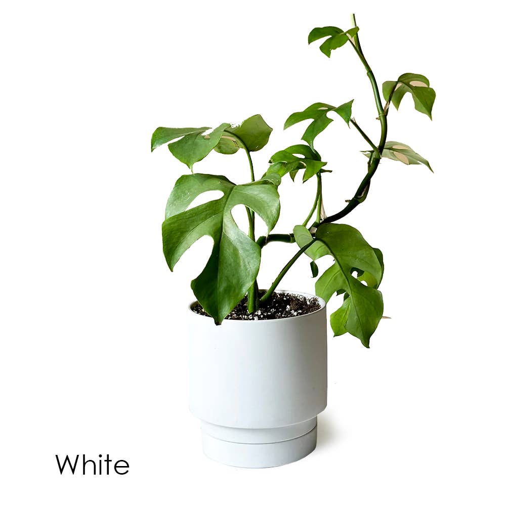 Casey Pots and Planters