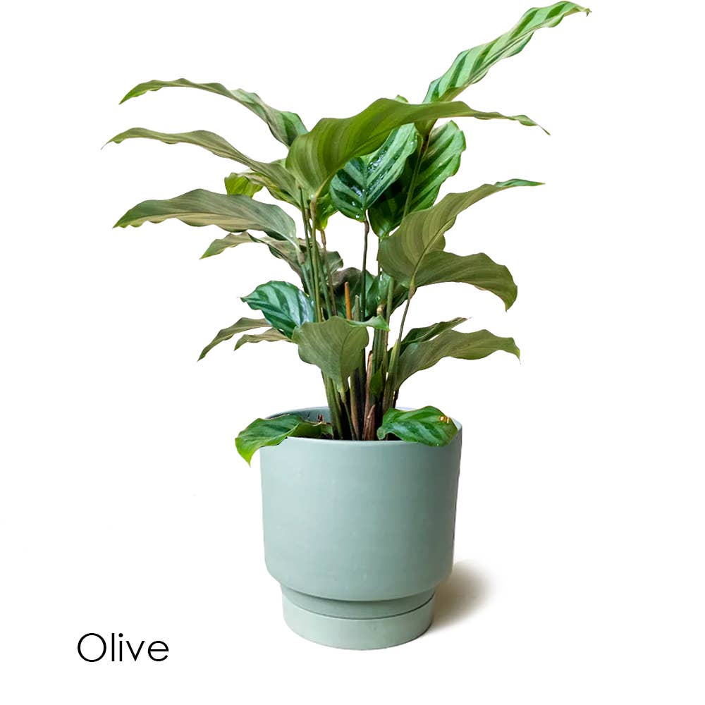 Casey Pots and Planters