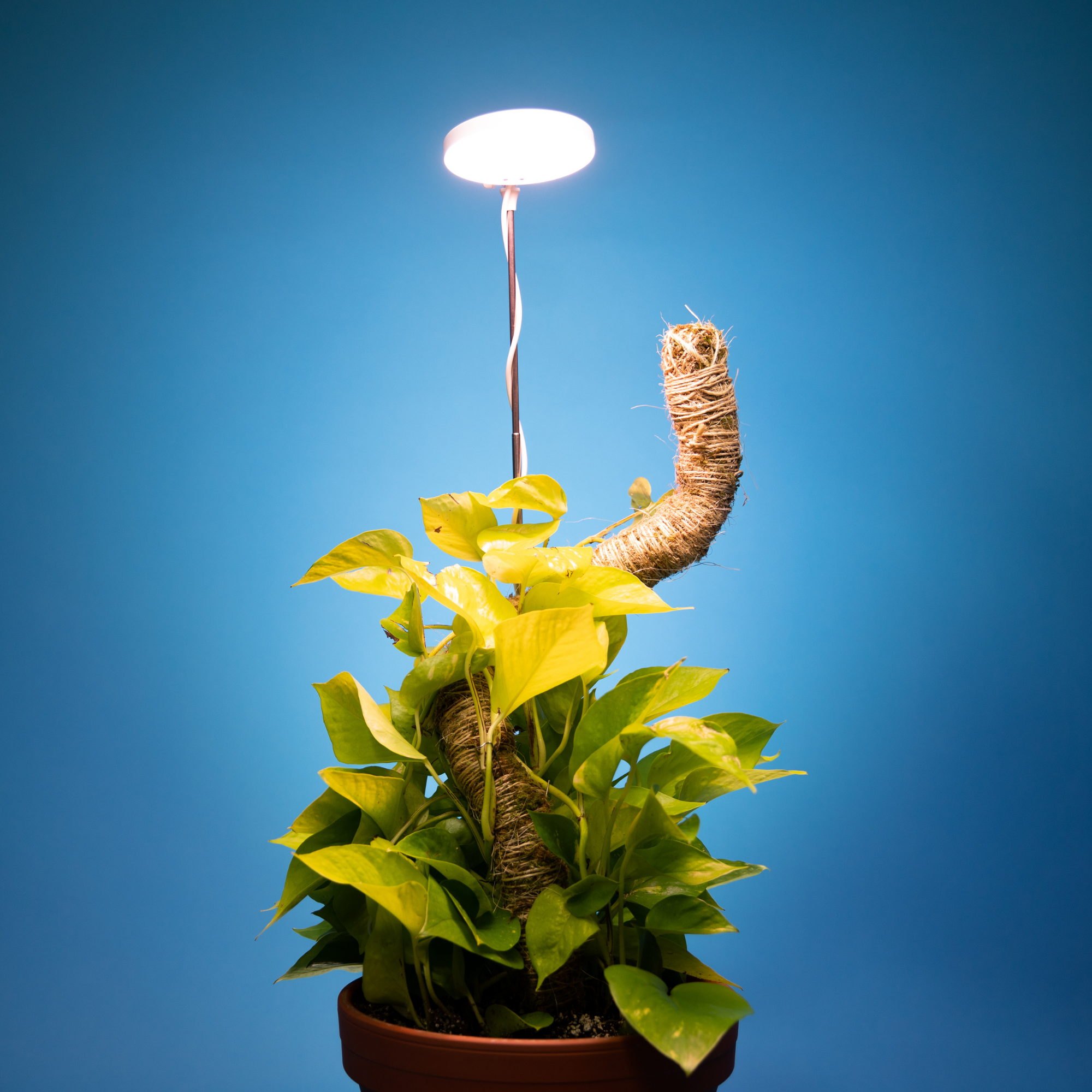 Adjustable LED Plant Light: White