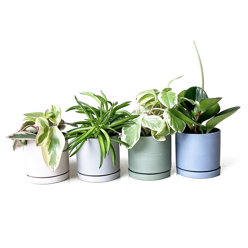 Dojo Succulent Plant Pot: Black