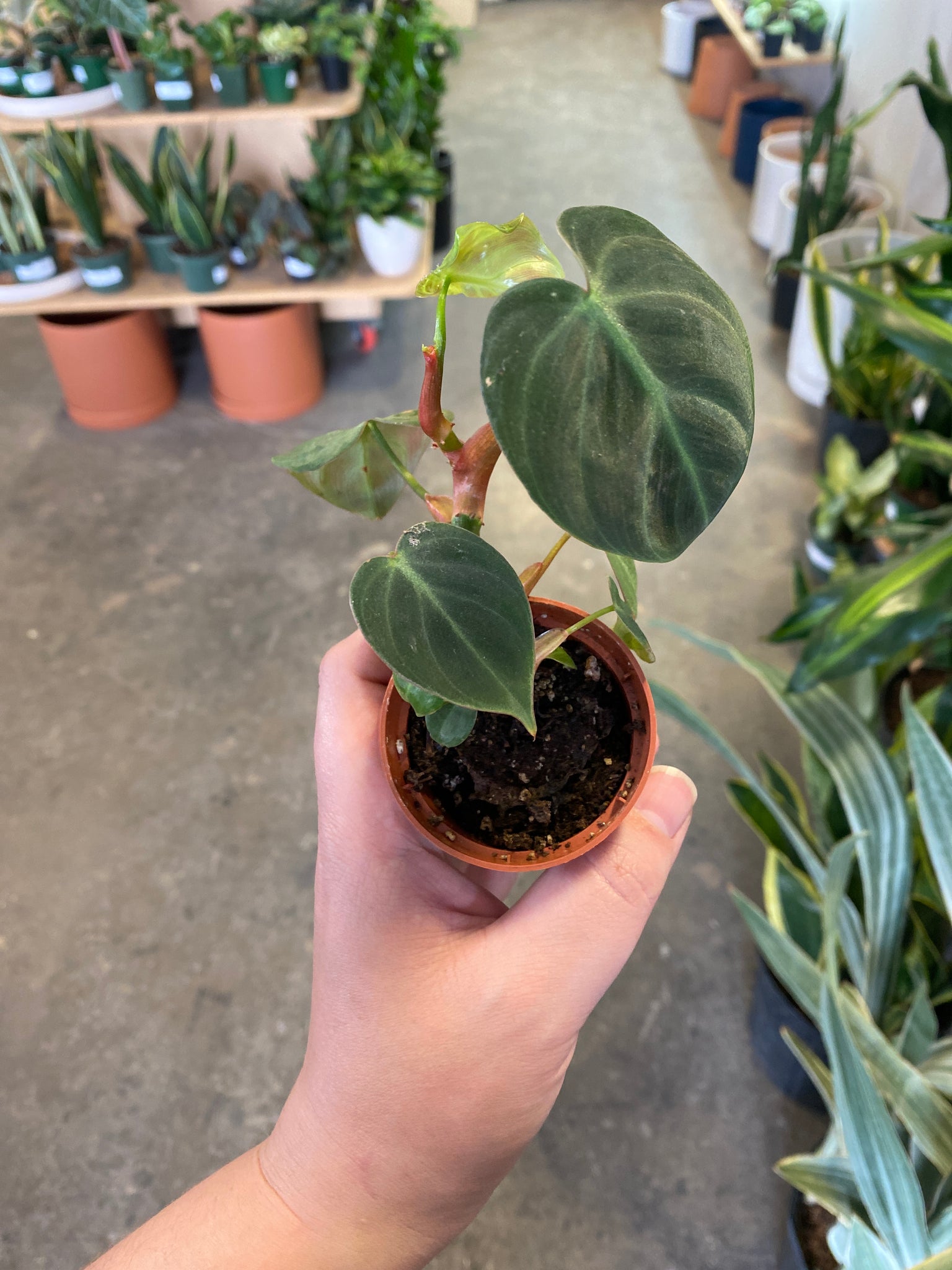 philodendron choco Philodendron 'El Choco Red' – Desert Rose Cactus Lounge